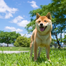 柴犬専門ブリーダー｜四国朝霧荘[徳島]｜シバシバパラダイス