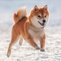 柴犬専門ブリーダー｜四国朝霧荘[徳島]｜シバシバパラダイス