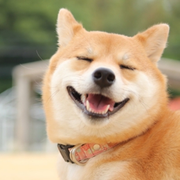 柴犬専門ブリーダー｜四国朝霧荘[徳島]｜シバシバパラダイス