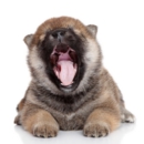 柴犬専門ブリーダー｜四国朝霧荘[徳島]｜シバシバパラダイス