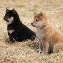 柴犬専門ブリーダー｜四国朝霧荘[徳島]｜シバシバパラダイス