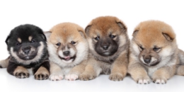 柴犬専門ブリーダー｜四国朝霧荘[徳島]｜シバシバパラダイス