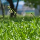 柴犬専門ブリーダー｜四国朝霧荘[徳島]｜シバシバパラダイス