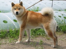 柴犬専門ブリーダー｜四国朝霧荘[徳島]｜シバシバパラダイス