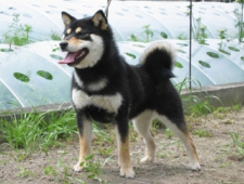 柴犬専門ブリーダー｜四国朝霧荘[徳島]｜シバシバパラダイス