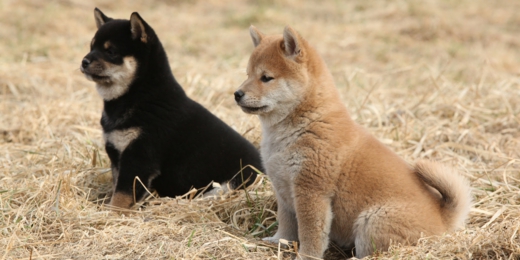 柴犬専門ブリーダー｜四国朝霧荘[徳島]｜シバシバパラダイス