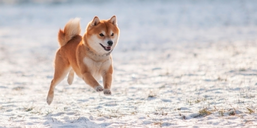 柴犬専門ブリーダー｜四国朝霧荘[徳島]｜シバシバパラダイス