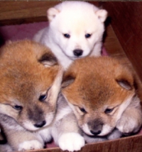 柴犬専門ブリーダー｜四国朝霧荘[徳島]｜シバシバパラダイス