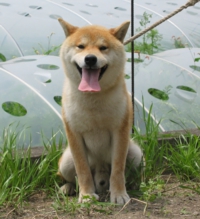 柴犬専門ブリーダー｜四国朝霧荘[徳島]｜シバシバパラダイス