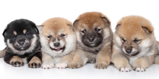 柴犬専門ブリーダー｜四国朝霧荘[徳島]｜シバシバパラダイス