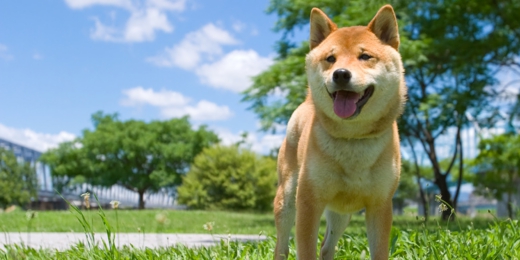 柴犬専門ブリーダー｜四国朝霧荘[徳島]｜シバシバパラダイス